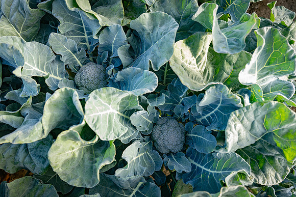 Skymark_Broccoli_4
