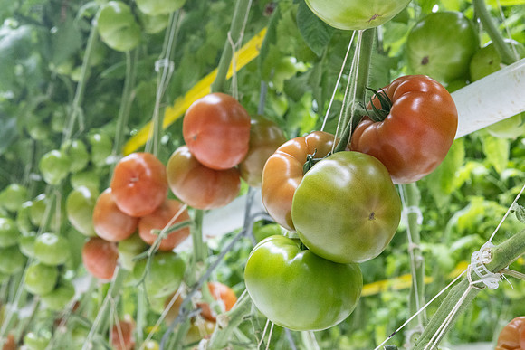 Tomatoes_DRTH5066_61