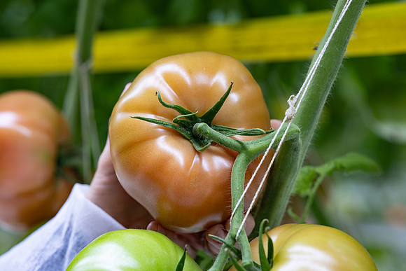 Tomatoes_DRTH5069_37