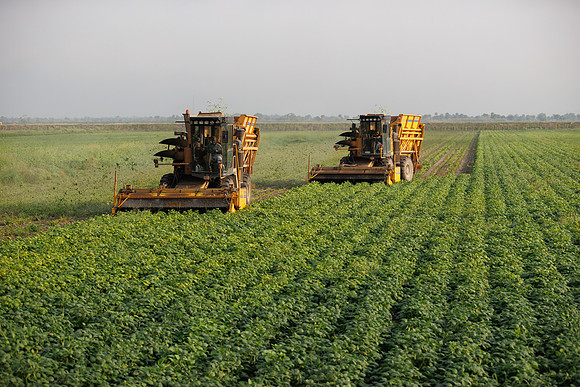 Seminis2022_FL_JEM_3385