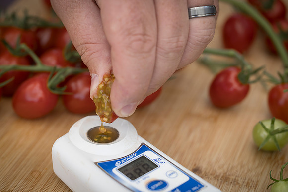 Tomato_Devoured_334
