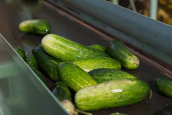 PicklingCucumber_Vlaspik_Processing_MI_0009