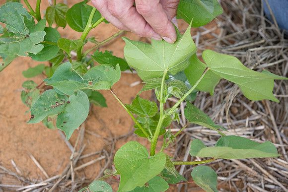 RRXCottonTexas_cdp_5217