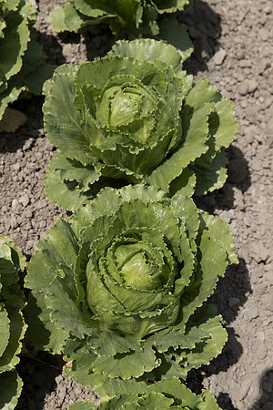Lettuce_SV2988LG_CA_0138