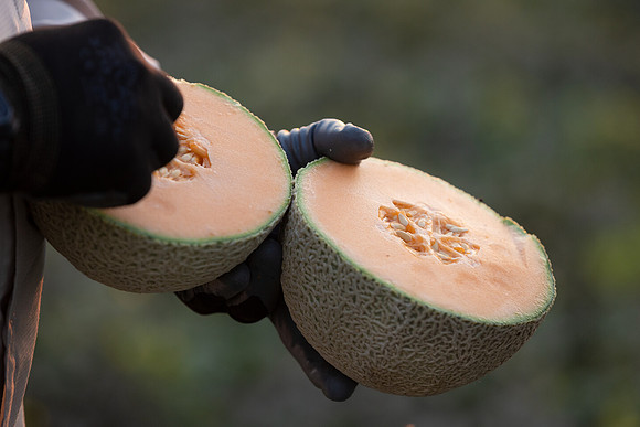 Seminis2021_AZ_252