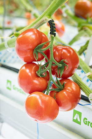Tomatoes_DRTH1054_23