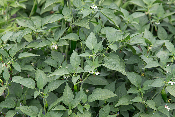 HotPepper_7073_MX_0006