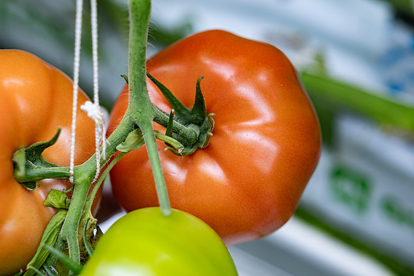 Tomatoes_DRTH5060_6