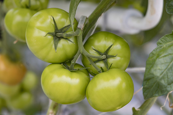 Tomato_Ferreira_31