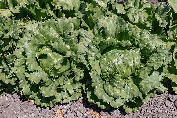 Slotmasher_Lettuce_16