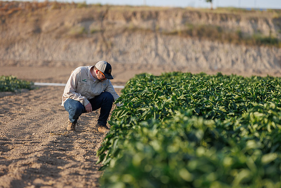 Seminis2022_Idaho_1483