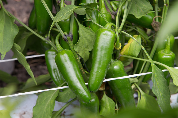 HotPepper_PS5807_MX_0013