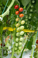 Tomatoes_Devoured_398