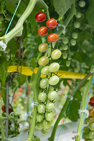 Tomatoes_Devoured_398