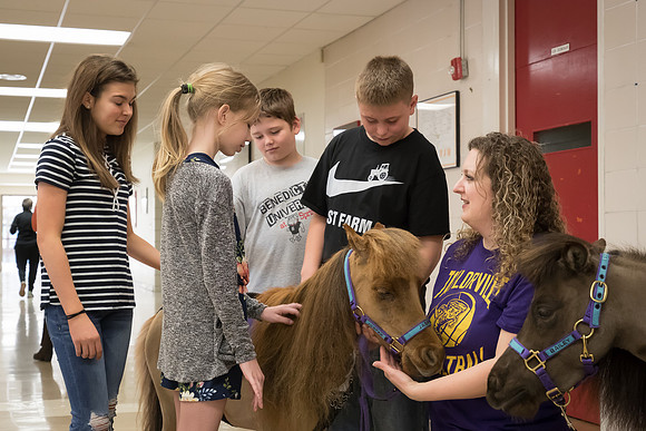 AmericasFarmers_HeartlandMiniHorses_544