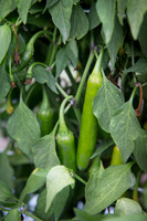 HotPepper_DonVincente_MX_0018