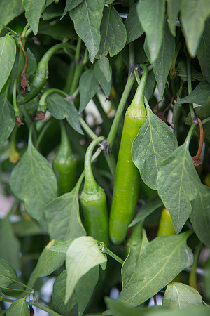 HotPepper_DonVincente_MX_0018