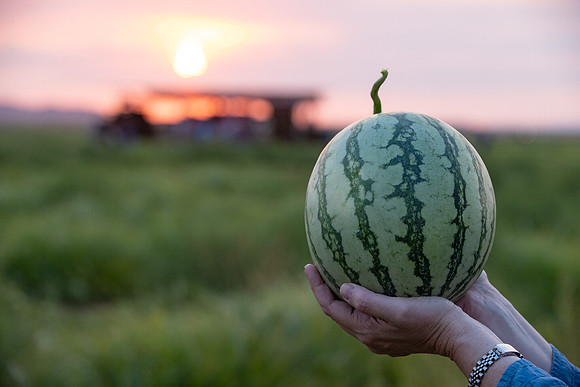 Seminis2021_AZ_53