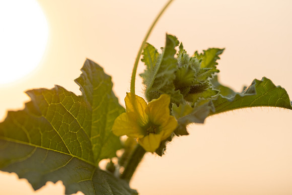 Seminis2021_AZ_946