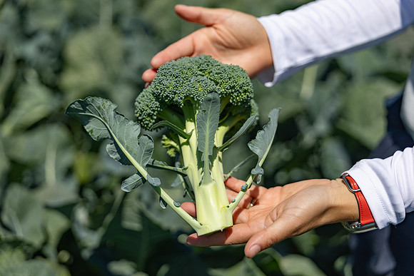 Stratosphere_Brocolli_55