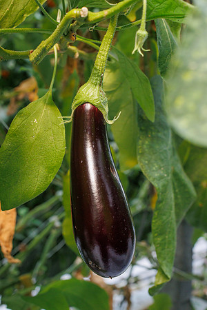 Eggplant_Canada_53