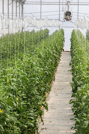 Tomato_4179_MX_0073