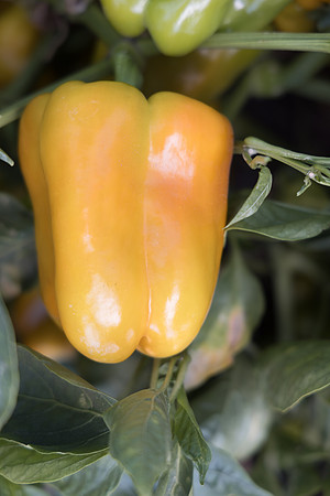 Pepper_United_130