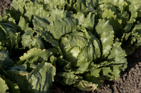 Lettuce_SV0822LG_CA_0020