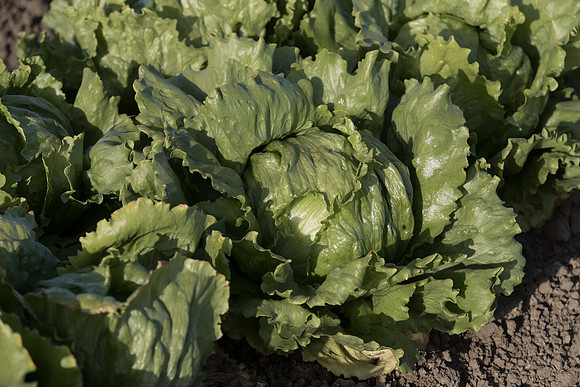 Lettuce_SV0822LG_CA_0020