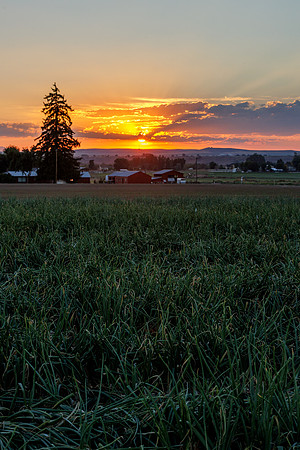 Seminis2022_Idaho_47-HDR