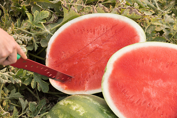 Watermelon_SVWA6179_CA_9