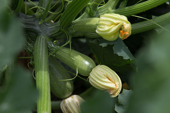 Squash_Adelita_MX_0017
