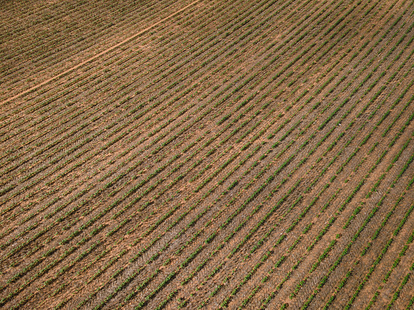 RRXCottonTexas_cdp_5345