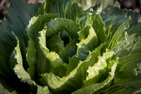 Lettuce_SV2988LG_CA_0055