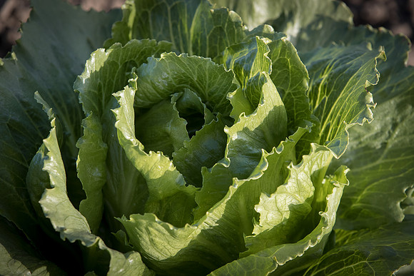 Lettuce_SV2988LG_CA_0055