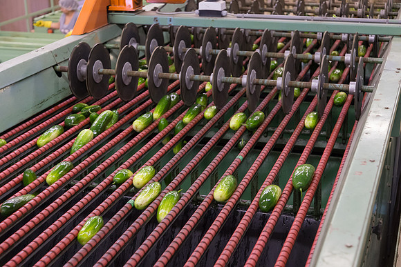 PicklingCucumber_Vlaspik_Processing_MI_0275