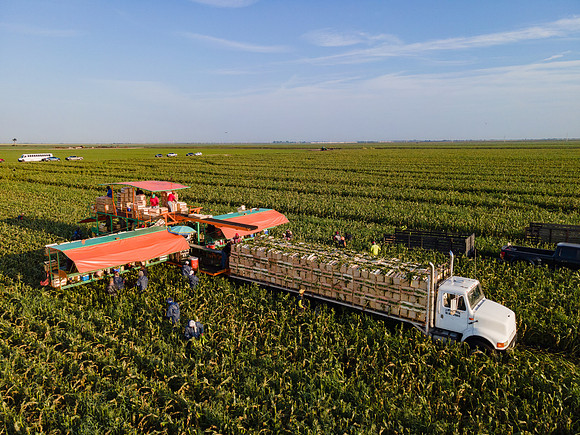 Seminis2022_FL_JEM_1211