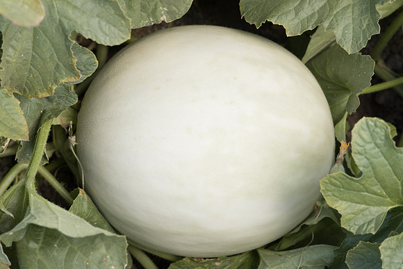Melon_N252HQ_12