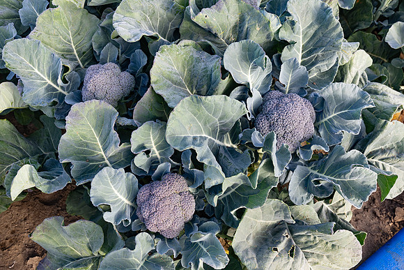 Stratosphere_Brocolli_9