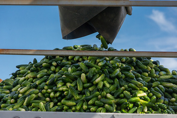 PicklingCucumber_Vlaspik_Processing_MI_0423