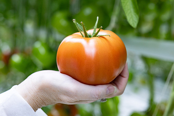 Tomatoes_DRTH5060_44