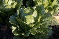 Lettuce_SV2988LG_CA_0009