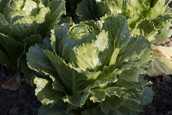 Lettuce_SV2988LG_CA_0009