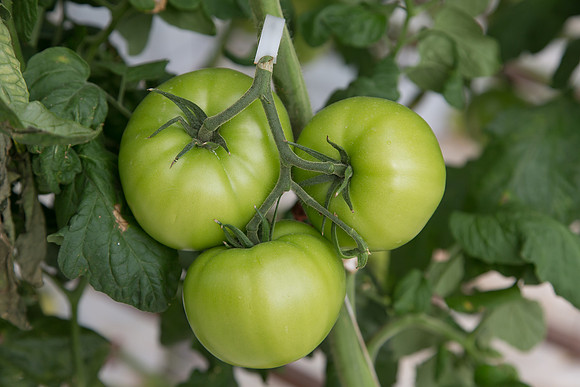 Tomato_Terero_MX_0040