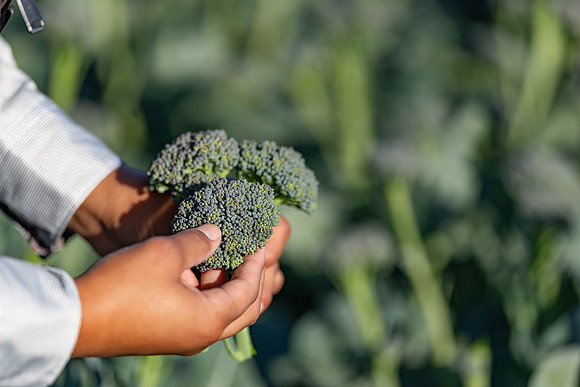 Sibsey_Broccoli_28