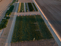 Seminis2022_Idaho_4