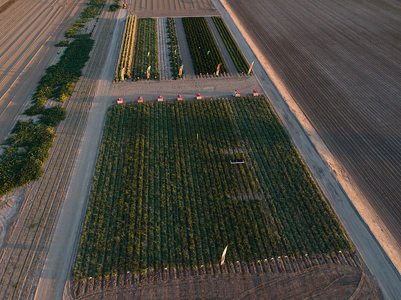 Seminis2022_Idaho_4