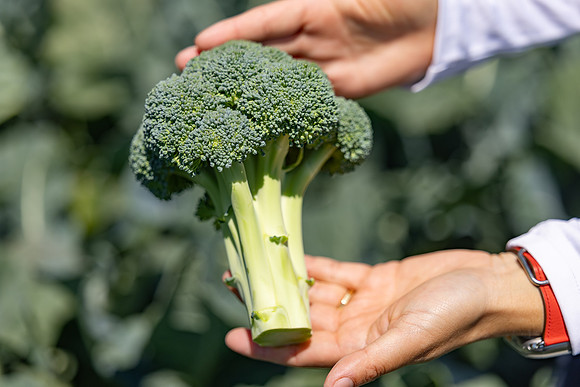 Stratosphere_Brocolli_67
