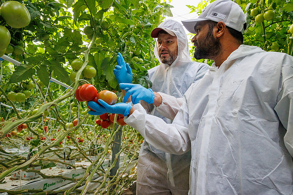 Tomato_DeRuiter_Kingsville_2022_225
