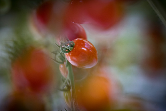 Tomato_Devoured_57
